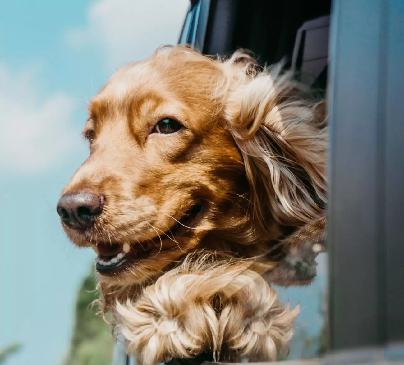 Email Marketing Software for Veterinarians & pet care